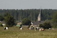 Effraie des clochers. Habitat. Cliquer pour agrandir l'image.