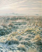 Effraie des clochers. Aquarelle. Cliquer pour agrandir l'image.