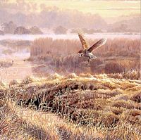 Effraie des clochers. Aquarelle. Cliquer pour agrandir l'image.