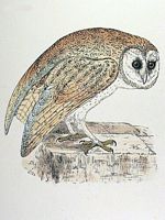Effraie des clochers. Dessin. Cliquer pour agrandir l'image.