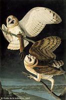 Effraie des clochers. Dessin d'Audubon. Cliquer pour agrandir l'image.