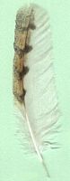 Effraie des clochers. Plume. Cliquer pour agrandir l'image.