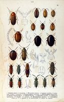Elateridés. Planche d'identification reitter 113. Cliquer pour agrandir l'image.