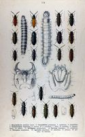 Elateridés. Planche d'identification reitter 114. Cliquer pour agrandir l'image.