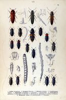 Elateridés. Planche d'identification reitter 115. Cliquer pour agrandir l'image.