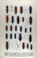 Elateridés. Planche d'identification reitter 116. Cliquer pour agrandir l'image.