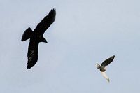Épervier d'Europe. Attaque par corbeau. Cliquer pour agrandir l'image.