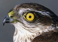 Épervier d'Europe. Oeil. Cliquer pour agrandir l'image.