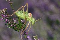 Ephipiggere des vignes. Cliquer pour agrandir l'image.