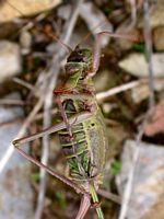 Ephipiggere des vignes. Cliquer pour agrandir l'image.