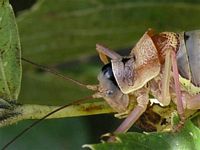 Ephipiggere des vignes. Occiput. Cliquer pour agrandir l'image.