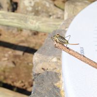 Éphippigère des vignes. À Sauterre. Cliquer pour agrandir l'image.