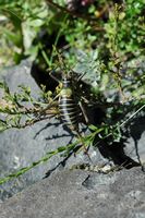 Éphippigère des vignes. À Sauterre. Cliquer pour agrandir l'image.
