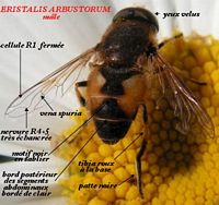 Éristale des arbustes. Mâle. Cliquer pour agrandir l'image.