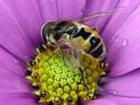 Éristale des arbustes. Mâle. Cliquer pour agrandir l'image.