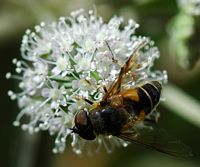 Éristale horticole. Sauterre. Cliquer pour agrandir l'image.