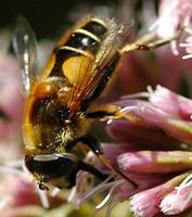 Éristale horticole. Sauterre. Cliquer pour agrandir l'image.
