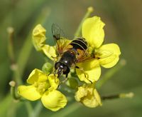 Éristale horticole. Côtes de Clermont. Cliquer pour agrandir l'image.