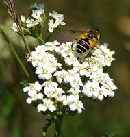 Éristale horticole. Sauterre. Cliquer pour agrandir l'image.