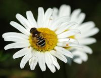 Éristale horticole. Sauterre. Cliquer pour agrandir l'image.