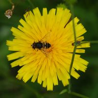 Éristale tenace. Cheires de Côme. Cliquer pour agrandir l'image.