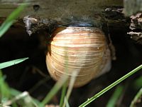 Escargot de Bourgogne. Barbecot. Cliquer pour agrandir l'image.