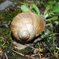 Escargot de Bourgogne. Côtes de Clermont. Cliquer pour agrandir l'image.