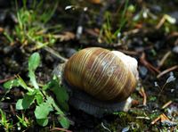 Escargot de Bourgogne. Côtes de Clermont. Cliquer pour agrandir l'image.
