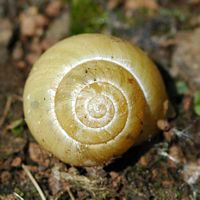 Escargot des jardins. Narse d'Espinasse. Cliquer pour agrandir l'image.