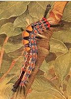 Étoilée. Chenille. Cliquer pour agrandir l'image.