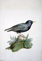 Etourneau sansonnet. Aquarelle. Cliquer pour agrandir l'image.