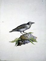 Etourneau sansonnet. Aquarelle. Cliquer pour agrandir l'image.
