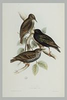 Etourneau sansonnet. Gravure Gould. Cliquer pour agrandir l'image.