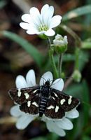 Eurrhypis pollinalis. Vue dorsale, Les Roches. Cliquer pour agrandir l'image.