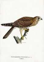 Faucon crécerelle. Planche d'identification von Wright. Cliquer pour agrandir l'image.