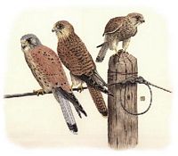 Faucon crécerelle. Dessin. Cliquer pour agrandir l'image.