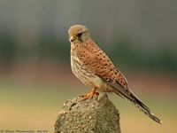 Faucon crécerelle. Juvénile. Cliquer pour agrandir l'image.
