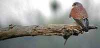 Faucon crécerelle. Perché. Cliquer pour agrandir l'image.