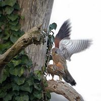 Faucon crécerelle. Accouplement. Cliquer pour agrandir l'image.