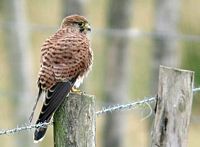 Faucon crécerelle. Perché. Cliquer pour agrandir l'image.