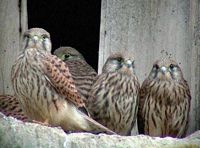 Faucon crécerelle. En famille. Cliquer pour agrandir l'image.