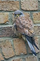 Faucon crécerelle. Un faucon sur un mur. Cliquer pour agrandir l'image.