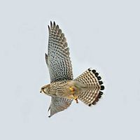 Faucon crécerelle. En vol. Cliquer pour agrandir l'image.