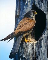 Faucon crécerelle. Cliquer pour agrandir l'image.