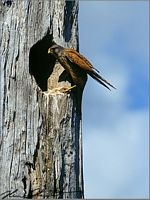Faucon crécerelle. Cliquer pour agrandir l'image. Faucon crécerelle. Cliquer pour agrandir l'image.