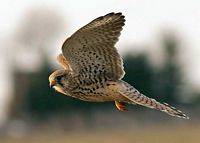 Faucon crécerelle. En vol. Cliquer pour agrandir l'image.
