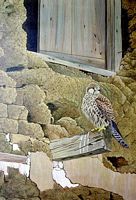 Faucon crécerelle. Peinture. Cliquer pour agrandir l'image.