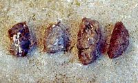 Faucon crécerelle. Pelotes de réjection. Cliquer pour agrandir l'image.
