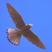 Faucon crécerelle. En vol. Cliquer pour agrandir l'image.