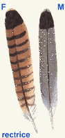 Faucon crécerelle. Plumes rectrices. Cliquer pour agrandir l'image.